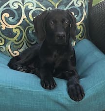puppy on chair